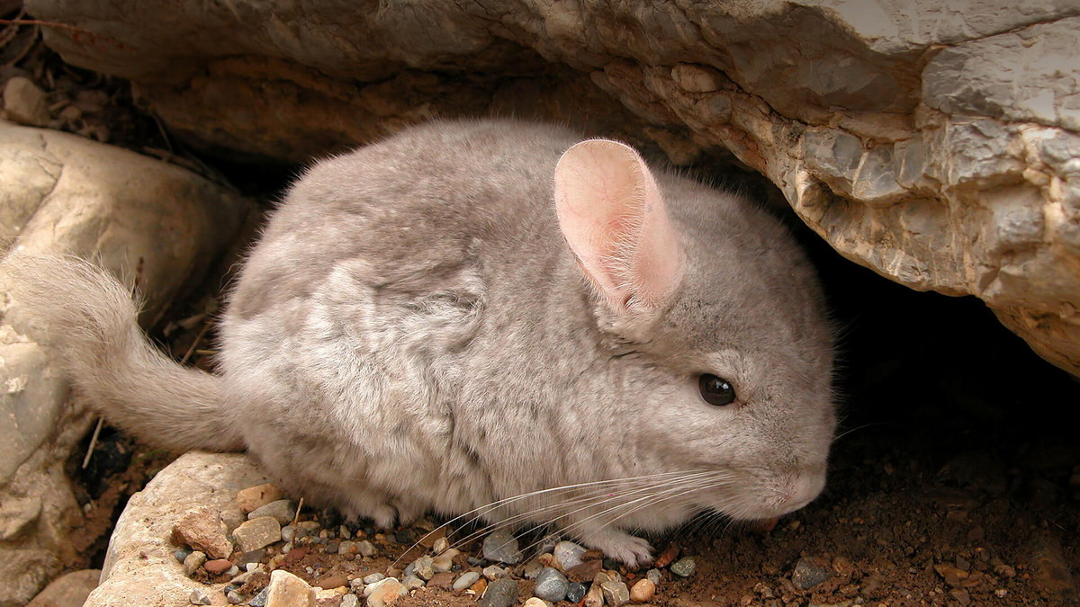 Sóc chuột Chinchilla (Chinchilla chinchilla) dài 28-49 cm, có nguồn gốc từ vùng núi Andes ở Peru, Chile, Bolivia và Argentina. Loài này có bộ lông dày và ấm để chống chọi với khí hậu giá lạnh trên núi cao. Chúng đã được nuôi trên diện rộng để lấy lông.