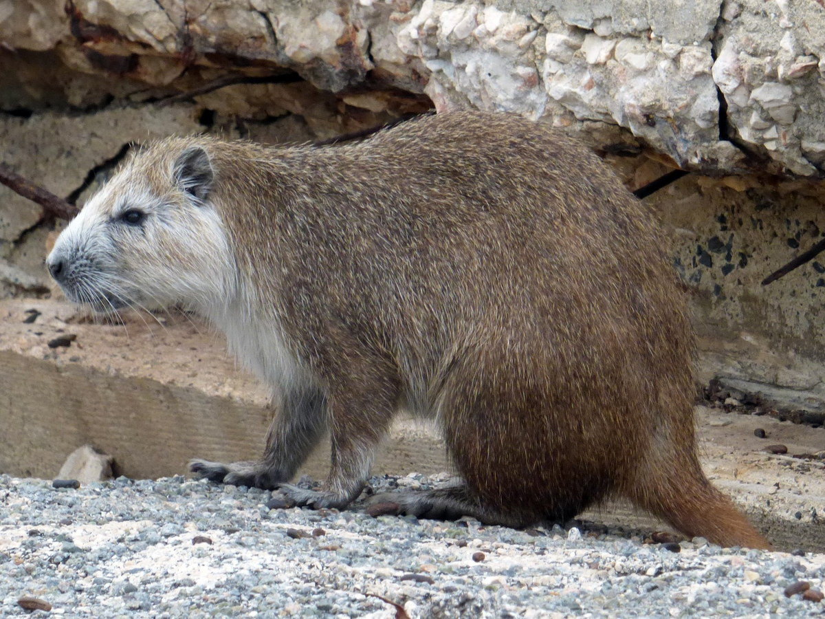 Chuột xám lông cứng Cuba (Capromys pilorides) dài 30-43 cm, phổ biến ở Cuba. Loài gặm nhấm mập mạp, ăn tạp này sống theo cặp khi trưởng thành. Chúng từng là một loại thực phẩm truyền thống của cư dân địa phương, trước khi được pháp luật bảo vệ.