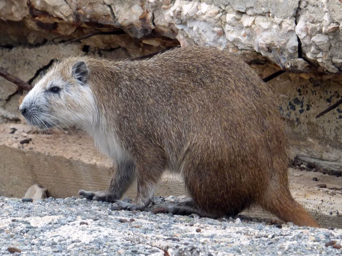 Chuột xám lông cứng Cuba (Capromys pilorides) dài 30-43 cm, phổ biến ở Cuba. Loài gặm nhấm mập mạp, ăn tạp này sống theo cặp khi trưởng thành. Chúng từng là một loại thực phẩm truyền thống của cư dân địa phương, trước khi được pháp luật bảo vệ.