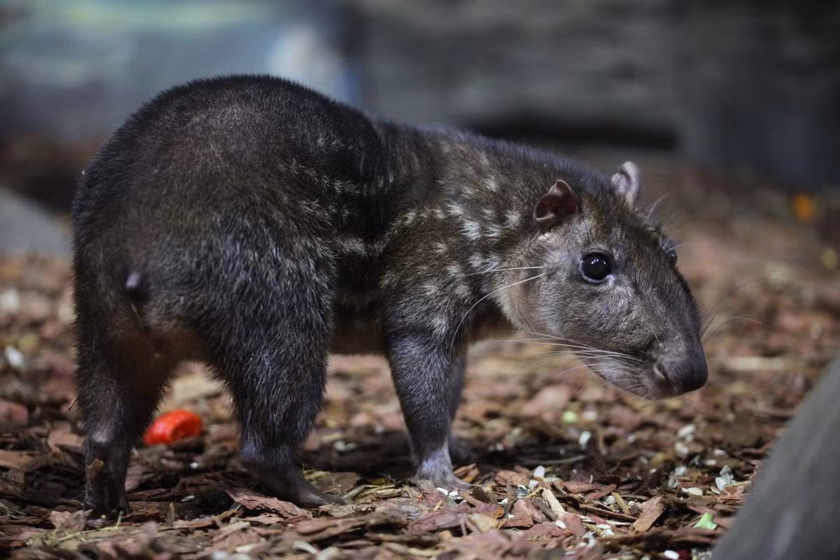 Chuột Paca (Cuniculus paca) dài 60-80 cm, phân ở ở phía Bắc của Nam Mỹ, từ Mexico đến Paraguay. Hoạt động về đêm, loài chuột này trông giống một con lợn con khi sục sạo tầng đáy rừng tìm quả, hạt và rễ cây.