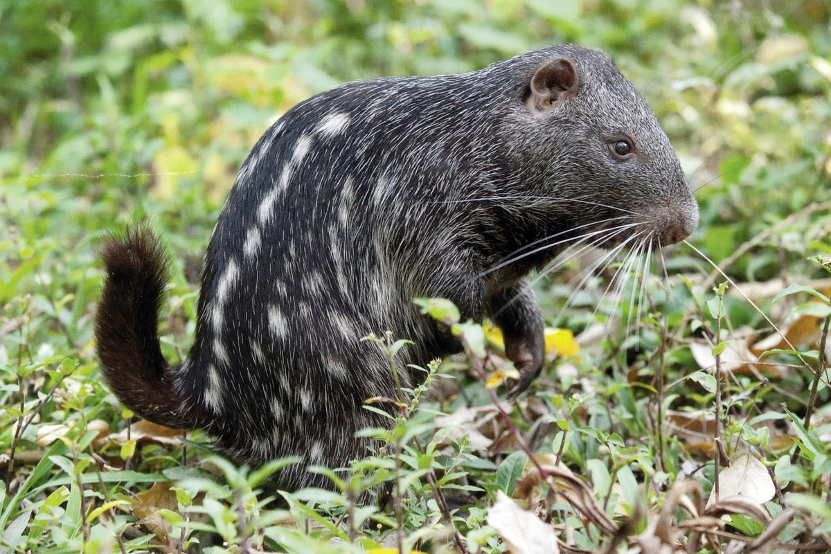 Chuột Pacanara (Dinomys branickii) dài 70-80 cm, sống trong các sinh cảnh rừng ở Nam Mỹ. Loài chuột kềnh càng, di chuyển chậm, nhút nhát và hầu như không có khả năng tự vệ này là loài đang nguy cấp do bị săn bắt để làm thực phẩm.