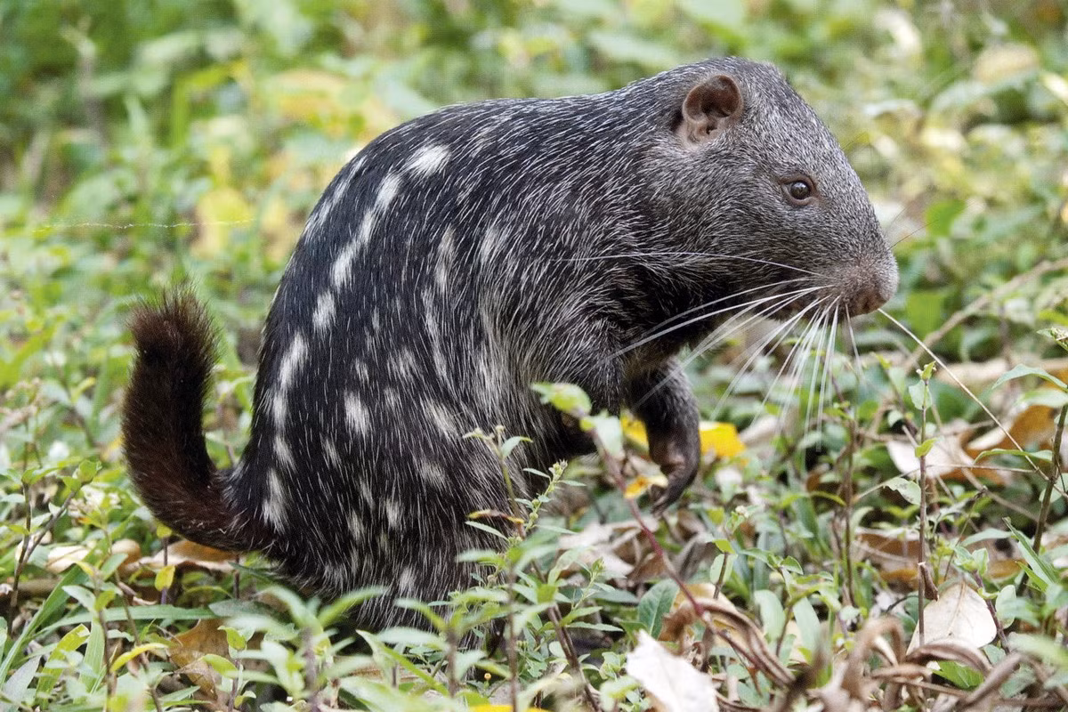 Chuột Pacanara (Dinomys branickii) dài 70-80 cm, sống trong các sinh cảnh rừng ở Nam Mỹ. Loài chuột kềnh càng, di chuyển chậm, nhút nhát và hầu như không có khả năng tự vệ này là loài đang nguy cấp do bị săn bắt để làm thực phẩm.