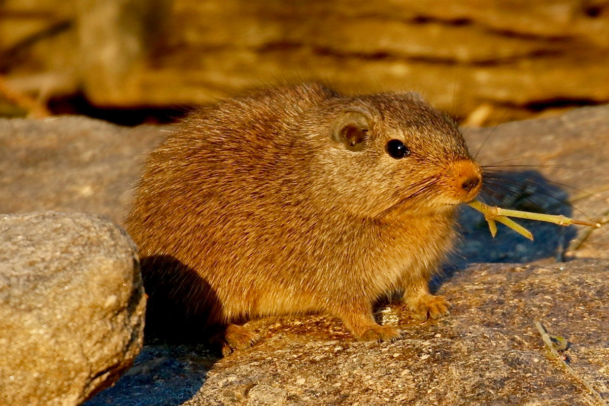 Chuột Dassie (Petromus typicus) dài 14-20 cm, phân bố ở phía Nam châu Phi. Loài gặm nhấm này có sọ phẳng khác thường và các xương sườn mềm dẻo, đặc điểm thích nghi với hoạt động chui luồn trong các khe đá.