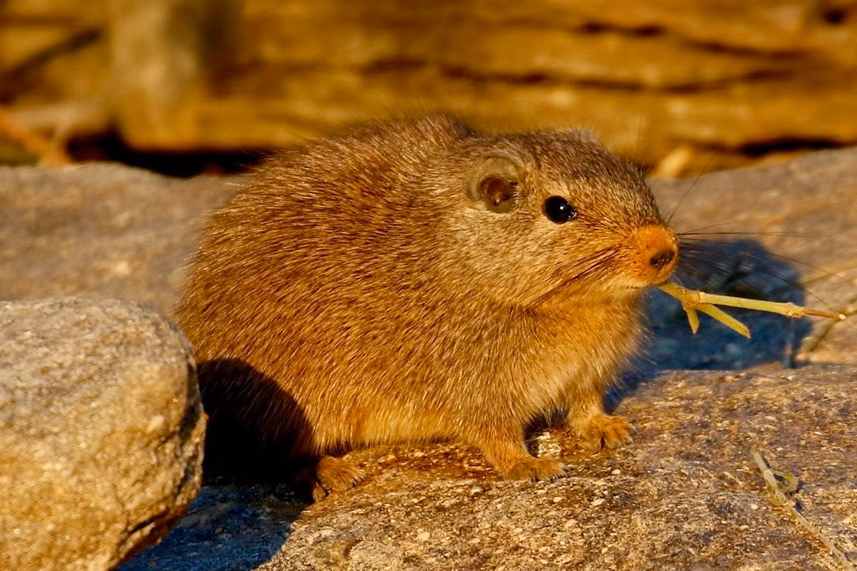 Chuột Dassie (Petromus typicus) dài 14-20 cm, phân bố ở phía Nam châu Phi. Loài gặm nhấm này có sọ phẳng khác thường và các xương sườn mềm dẻo, đặc điểm thích nghi với hoạt động chui luồn trong các khe đá.