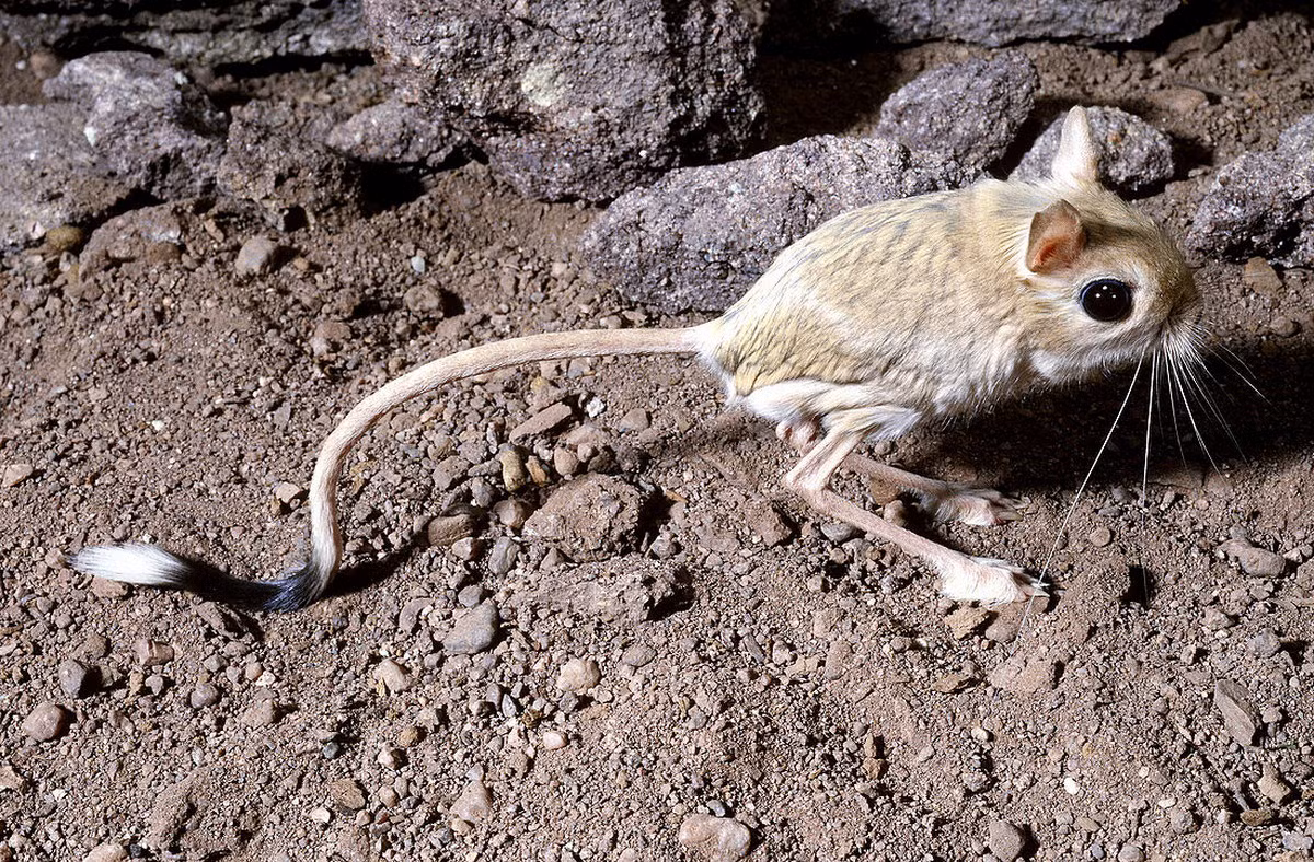 Chuột nhảy Ai Cập nhỏ (Jaculus jaculus) dài 9-16 cm, phân bố khắp các vùng sa mạc Bắc Phi. Hai chân sau đặc biệt dài giúp chúng có những bước nhảy rất xa so với kích thước cơ thể.