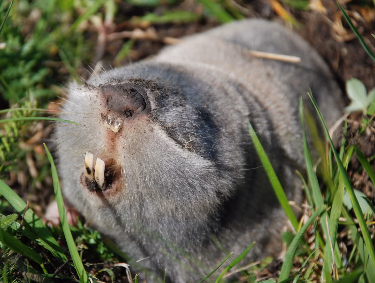 Dúi mù lớn (Spalax microphthalmus) dài 17-35 cm, là loài bản địa ở các thảo nguyên Ukraina và Đông Nam Nga. Loài gặm nhấm sống chủ yếu dưới lòng đất này không có mắt và tai ngoài. Chúng có các lông cảm giác ở vị trí từ mõm đến các hốc mắt.
