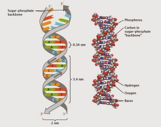  34. DNA (1953): Vào năm 1953, James Watson và Francis Crick đã phát hiện ra DNA trong khi đang làm việc tại Đại học Cambridge. Bộ đôi đã tìm ra một thứ gần đúng như những điều họ nói: cấu trúc xoắn kép nổi tiếng của ADN, một thành tựu sẽ mở đường cho vô số những tiến bộ sinh học sau này.