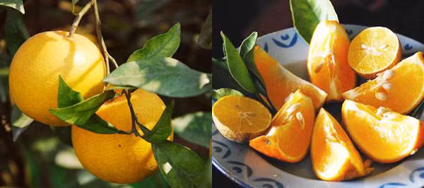 Cam Xã Đoài (cam Vinh)