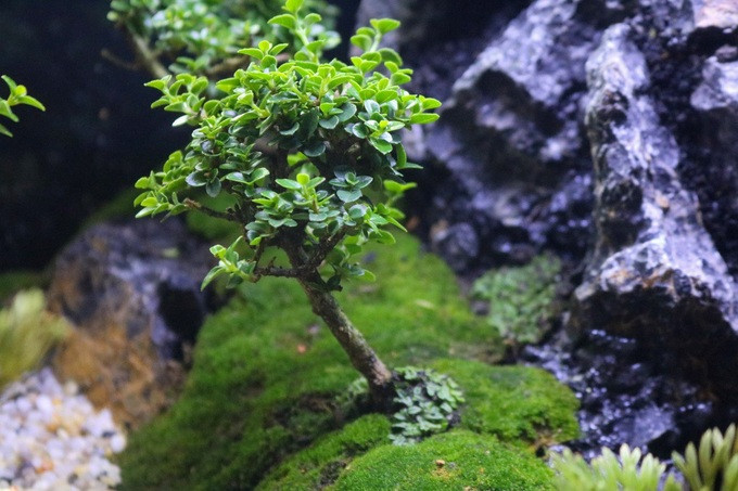 Chang trai thu bon tien nho giup nguoi khac giai toa stress-Hinh-2