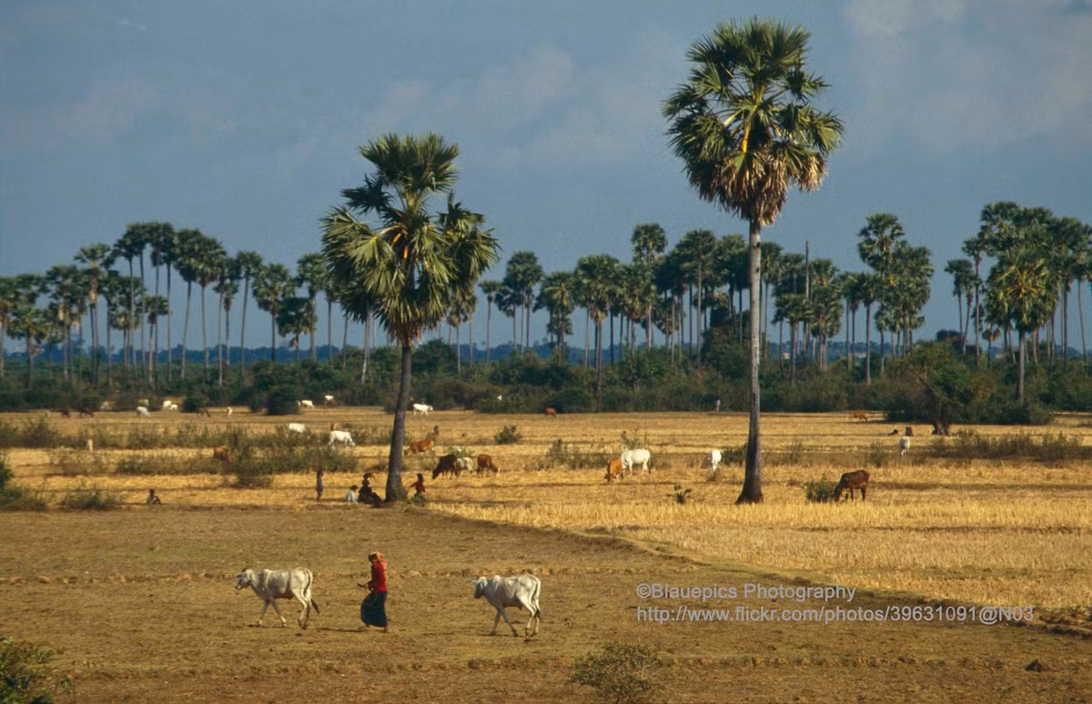 Khung cảnh thôn quê ở Cố đô Oudong, Campuchia năm 1993. Ảnh: Gunter Hartnagel/Flickr.