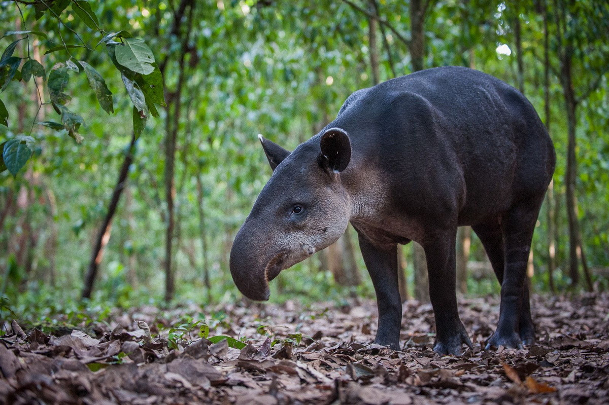  Biểu tượng của Belize: Lợn vòi Baird (Tapirus bairdii).