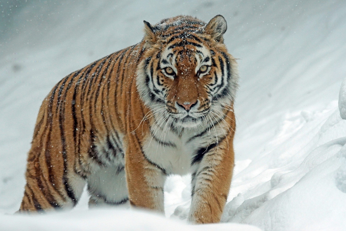  Biểu tượng của Hàn Quốc: Hổ Siberia (Panthera tigris altaica).