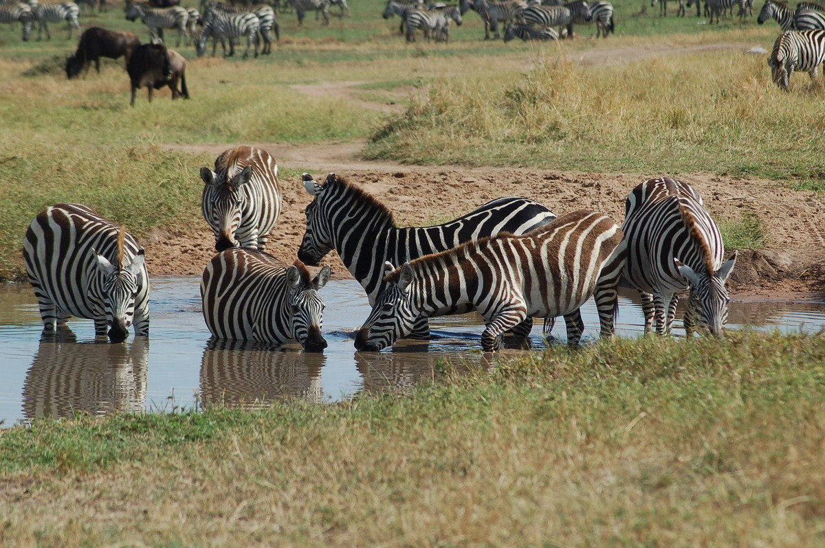  Biểu tượng của Botswana: Ngựa vằn đồng bằng(Equus quagga).