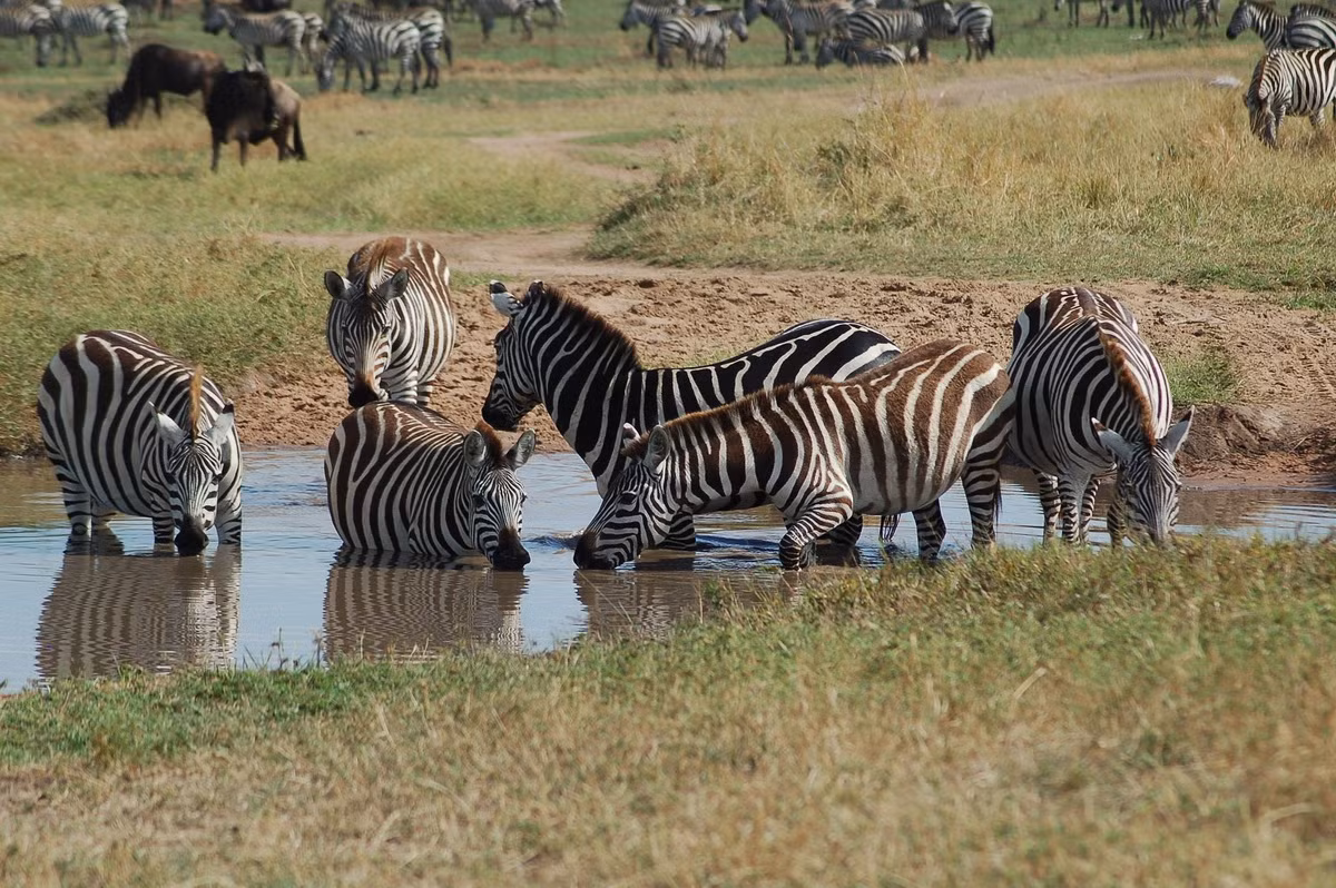  Biểu tượng của Botswana: Ngựa vằn đồng bằng(Equus quagga).