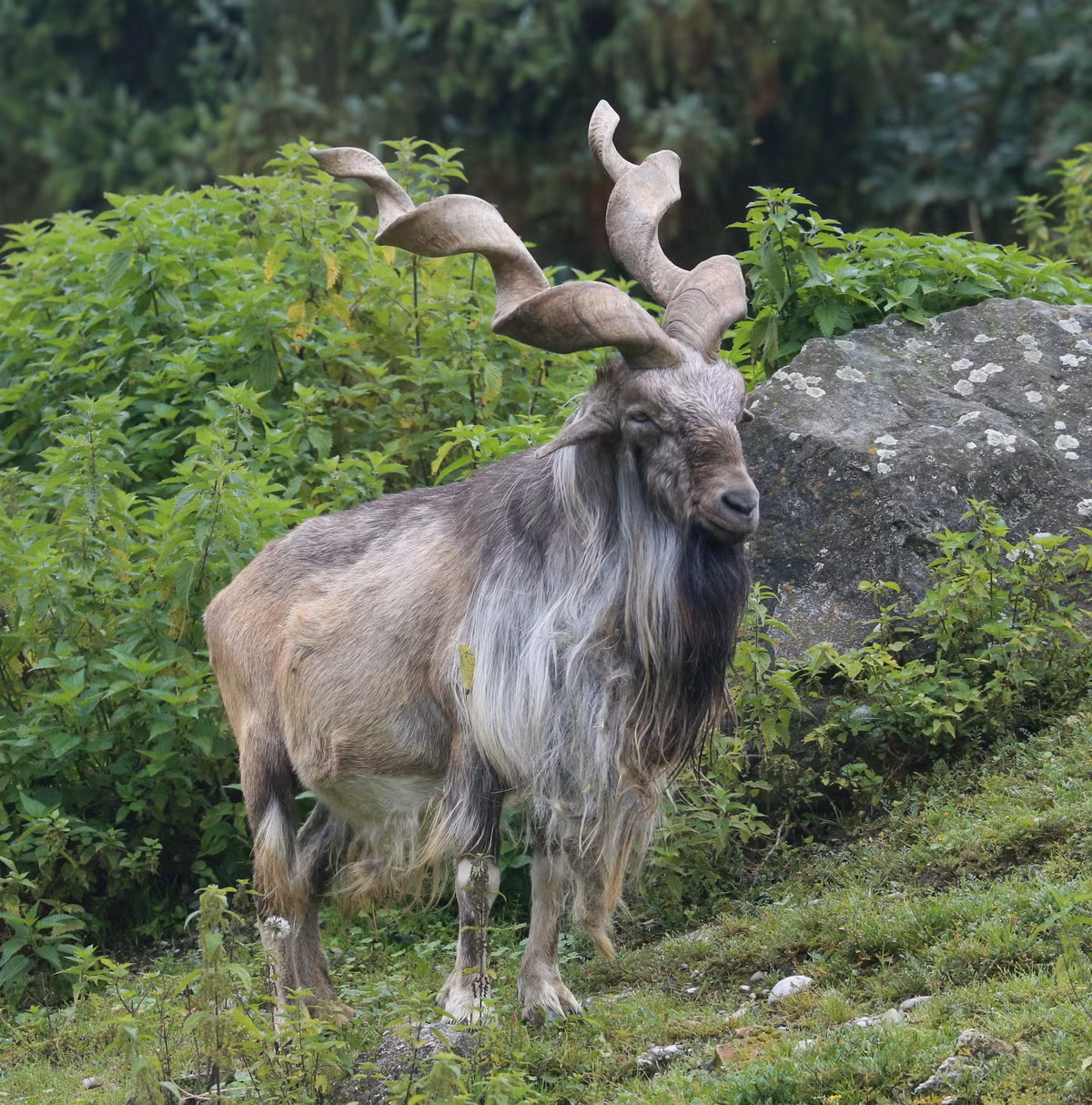  Biểu tượng của Pakistan: Sơn dương núi Pakistan (Capra falconeri).