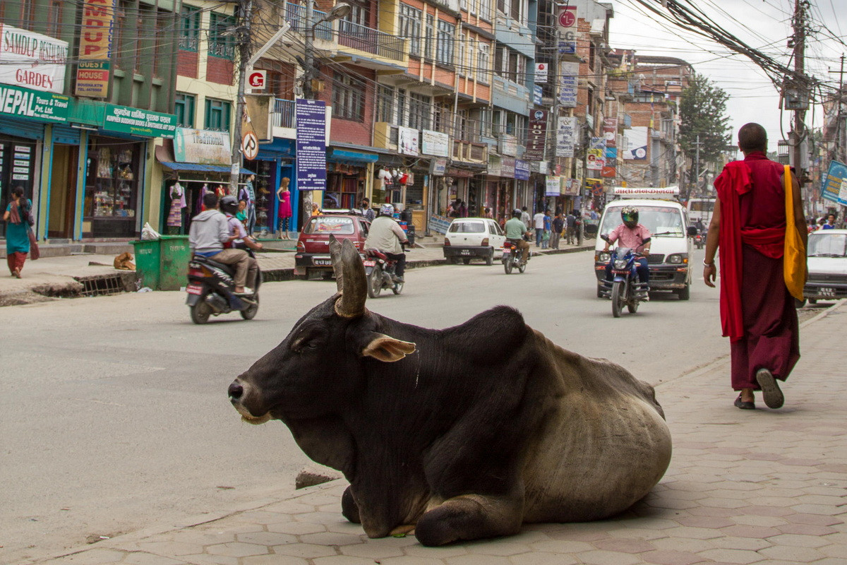  Biểu tượng của Nepal: Bò (Bos taurus).