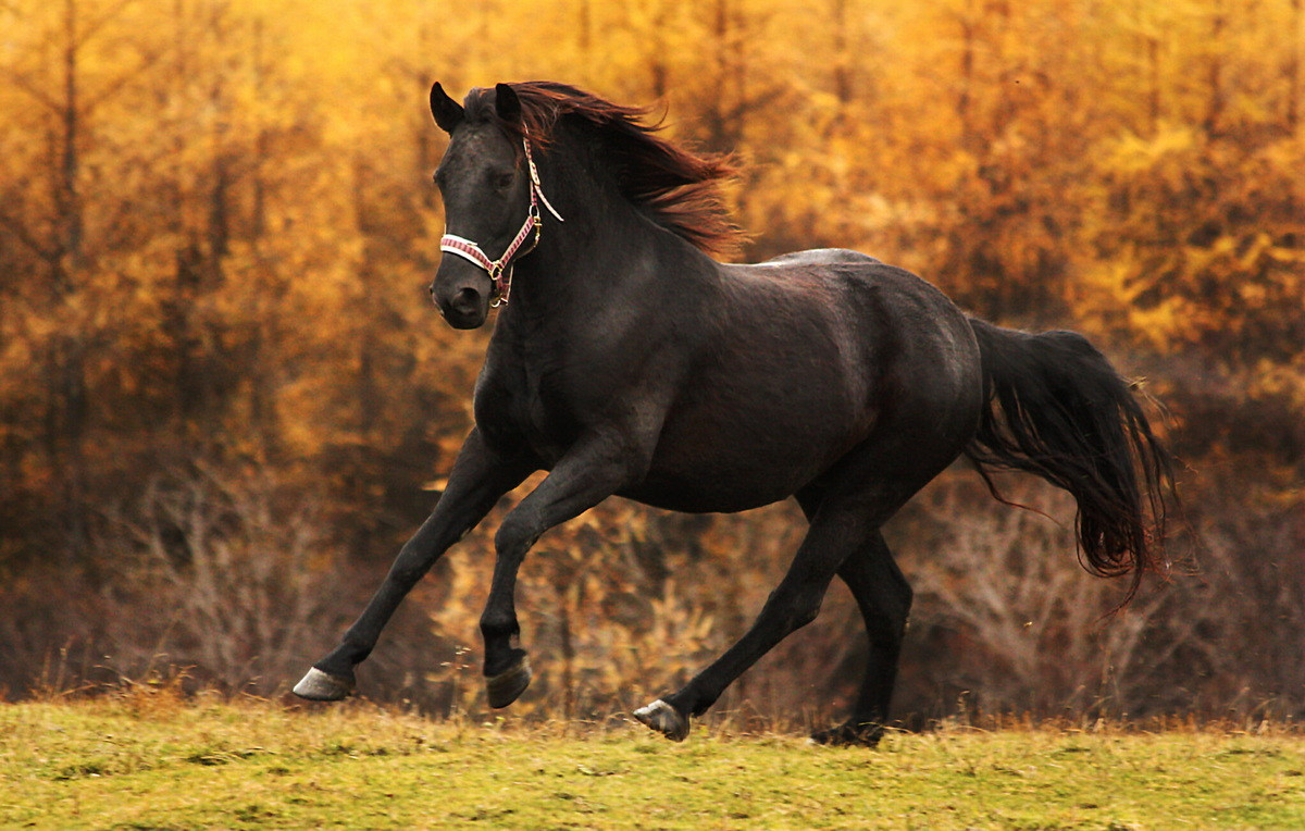  Biểu tượng của Canada: Ngựa Canadia (Equus caballus).
