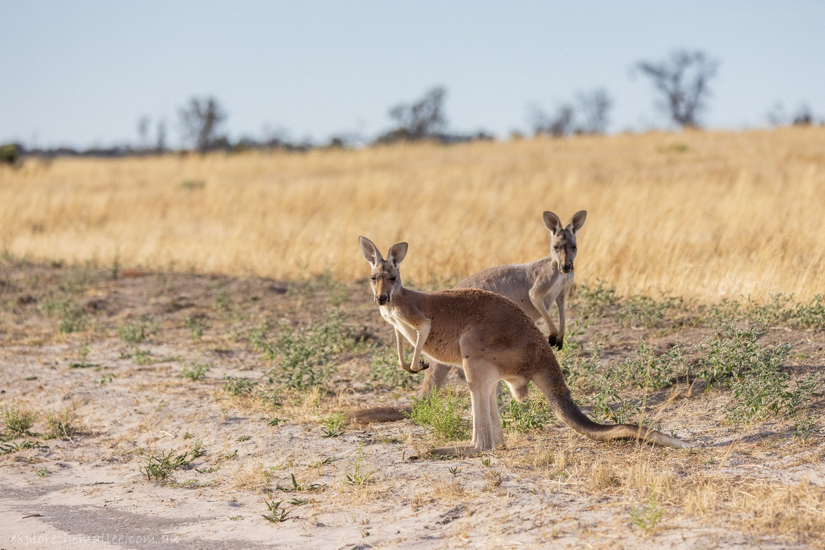  Biểu tượng của Australia: Chuột túi đỏ (Macropus rufus).