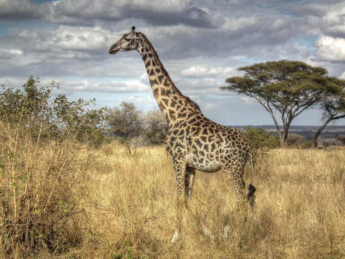  Biểu tượng của Tanzania: Hươu cao cổ Masai (Giraffa tippelskirchi).