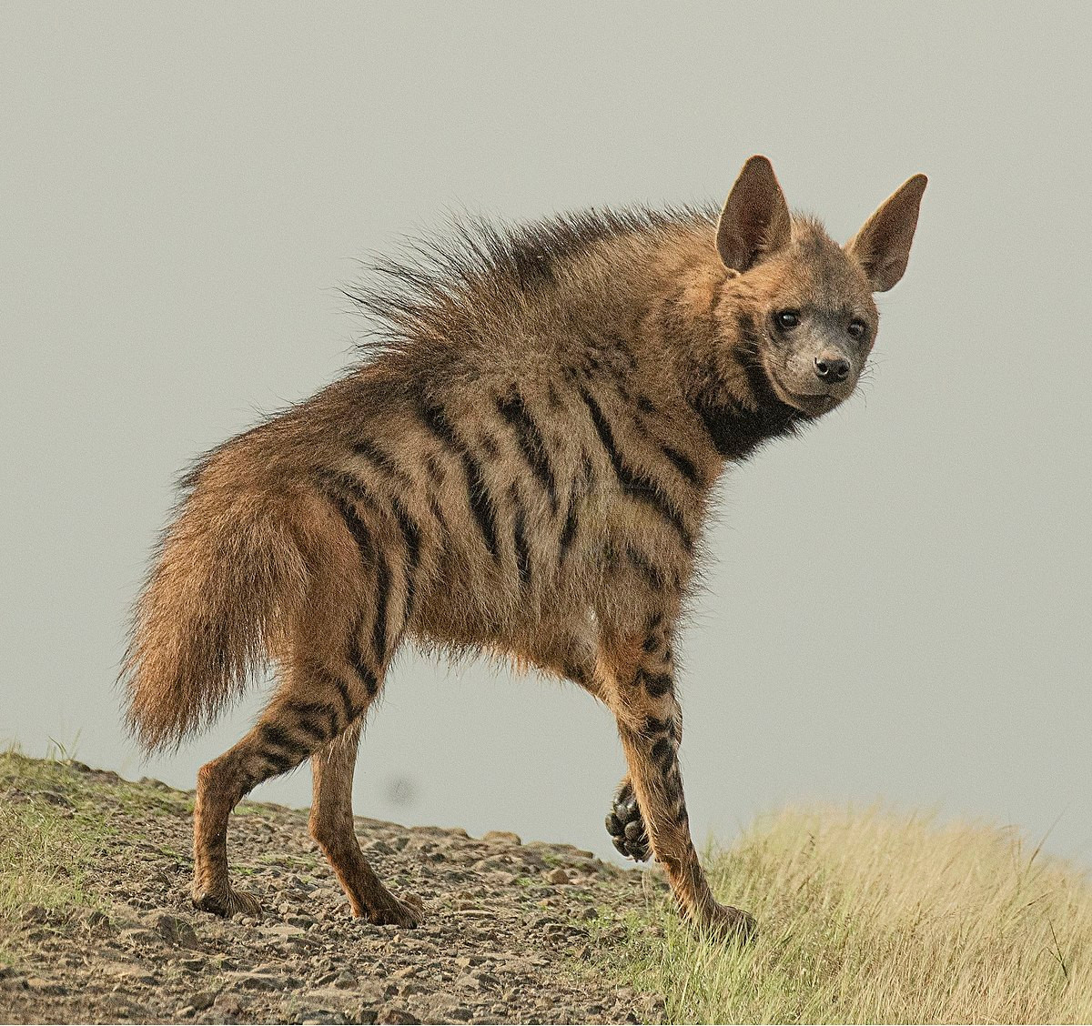  Biểu tượng của Lebanon: Linh cẩu vằn (Hyaena hyaena).