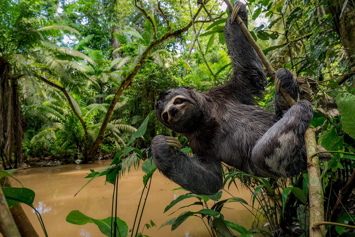  Biểu tượng của Costa Rica: Lười họng nâu (Bradypus variegatus).