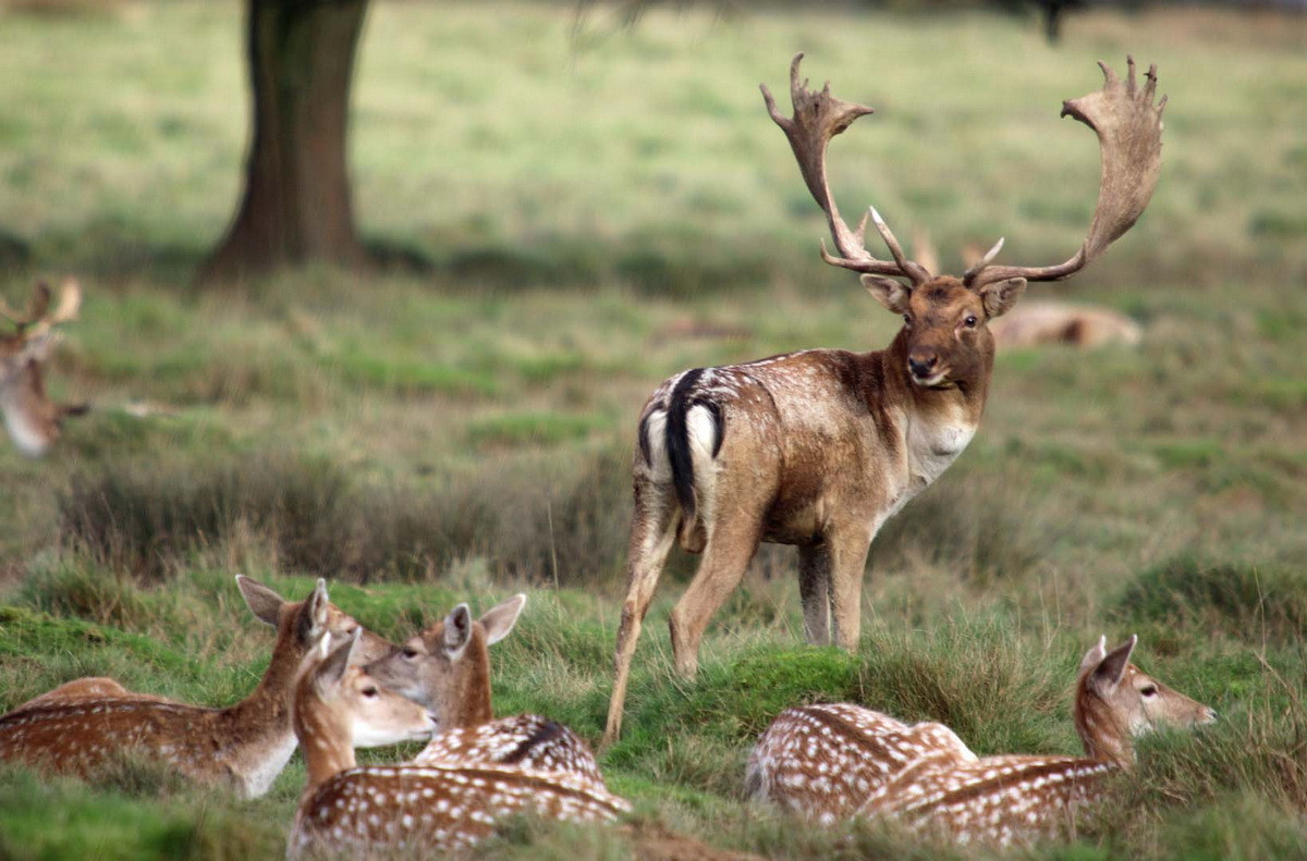  Biểu tượng của Antigua và Barbuda: Hươu hoang châu Âu (Dama dama).