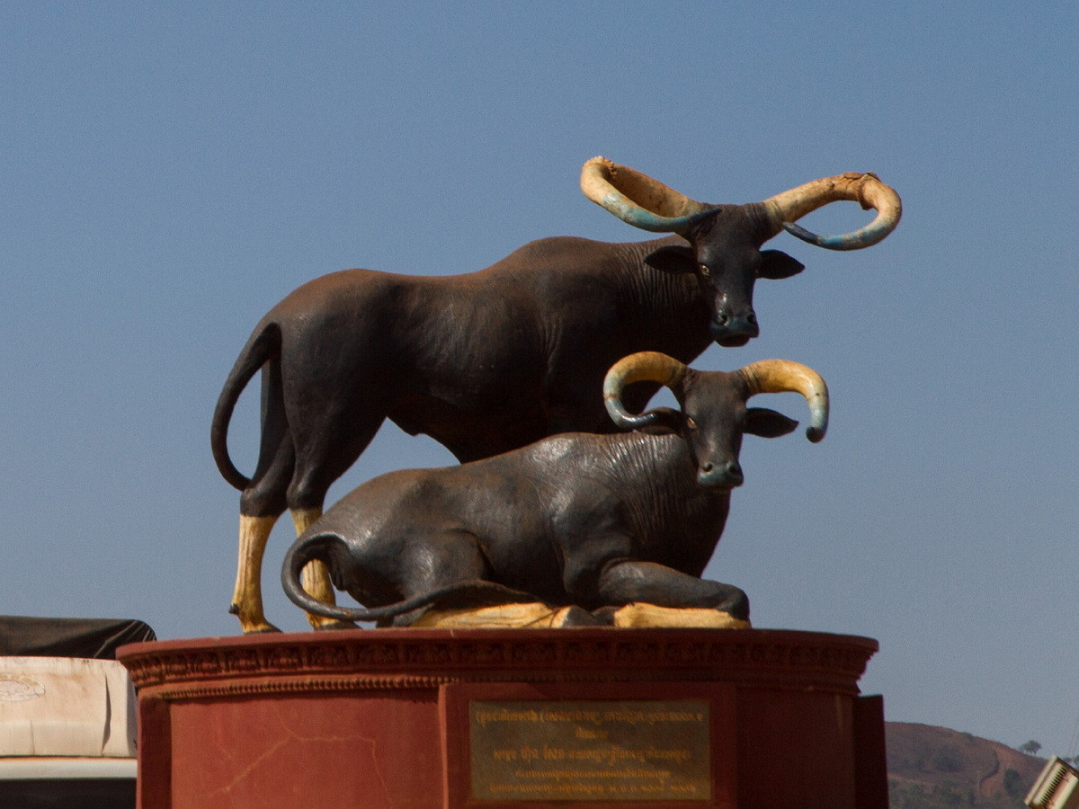  Biểu tượng của Campuchia: Bò xám (Bos sauveli).