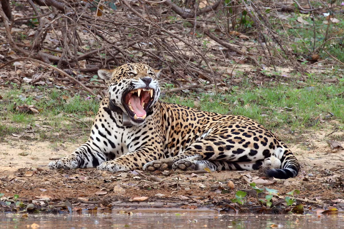  Biểu tượng của Brazil: Báo đốm (Panthera onca).