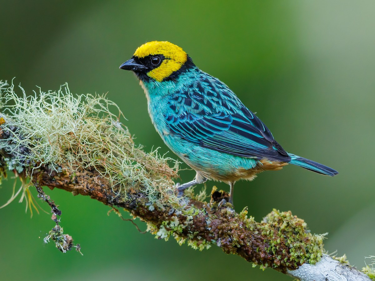 Chim vũ công vương miện vàng nghệ (Tangara xanthocephala). Vùng phân bố: Vùng cận nhiệt đới Andes từ Venezuela đến Bolivia.