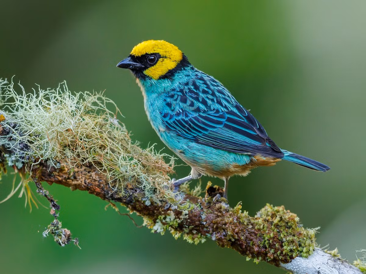 Chim vũ công vương miện vàng nghệ (Tangara xanthocephala). Vùng phân bố: Vùng cận nhiệt đới Andes từ Venezuela đến Bolivia.