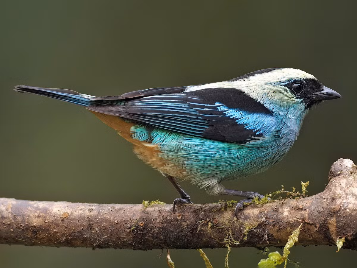 Chim vũ công xanh ánh kim (Tangara labradorides). Vùng phân bố: Vùng cận nhiệt đới Andes từ Colombia đến Peru.
