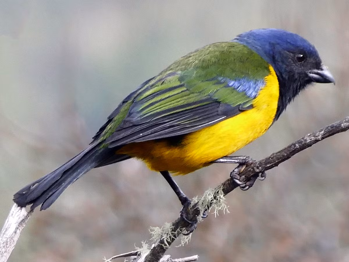 Chim vũ công núi ngực đen (Cnemathraupis eximia). Vùng phân bố: Vùng núi cao Andes từ cực Tây Venezuela đến cực Tây Bắc Peru.