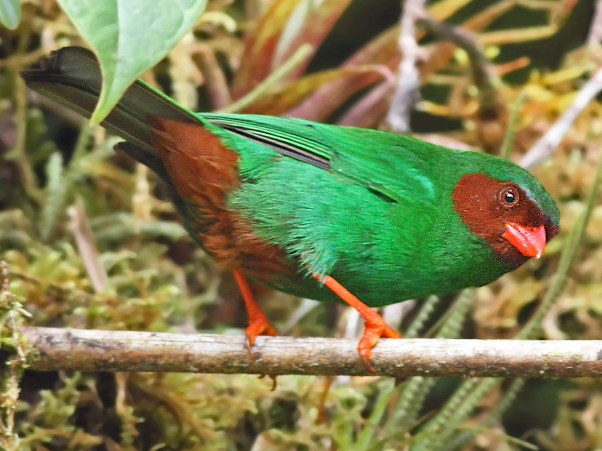 Chim vũ công xanh cỏ (Chlorornis riefferii). Vùng phân bố: Các vùng khi hậu mát trên dãy Andes từ Colombia đến Bolivia.