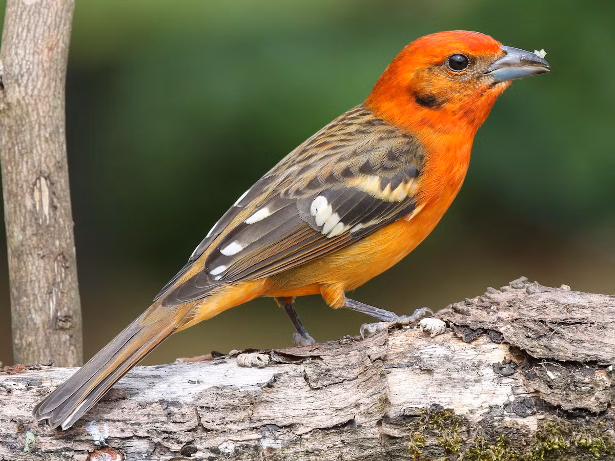 Chim vũ công lửa (Piranga bidentata). Vùng phân bố: Trumg Mỹ.