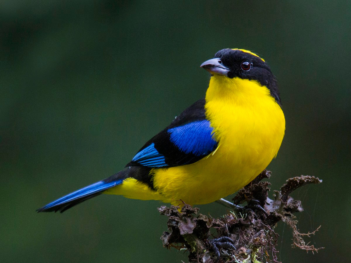 Chim vũ công cánh xanh (Anisognathus somptuosus). Vùng phân bố: Rừng sương mù Andes từ Colombia đến Bolivia.