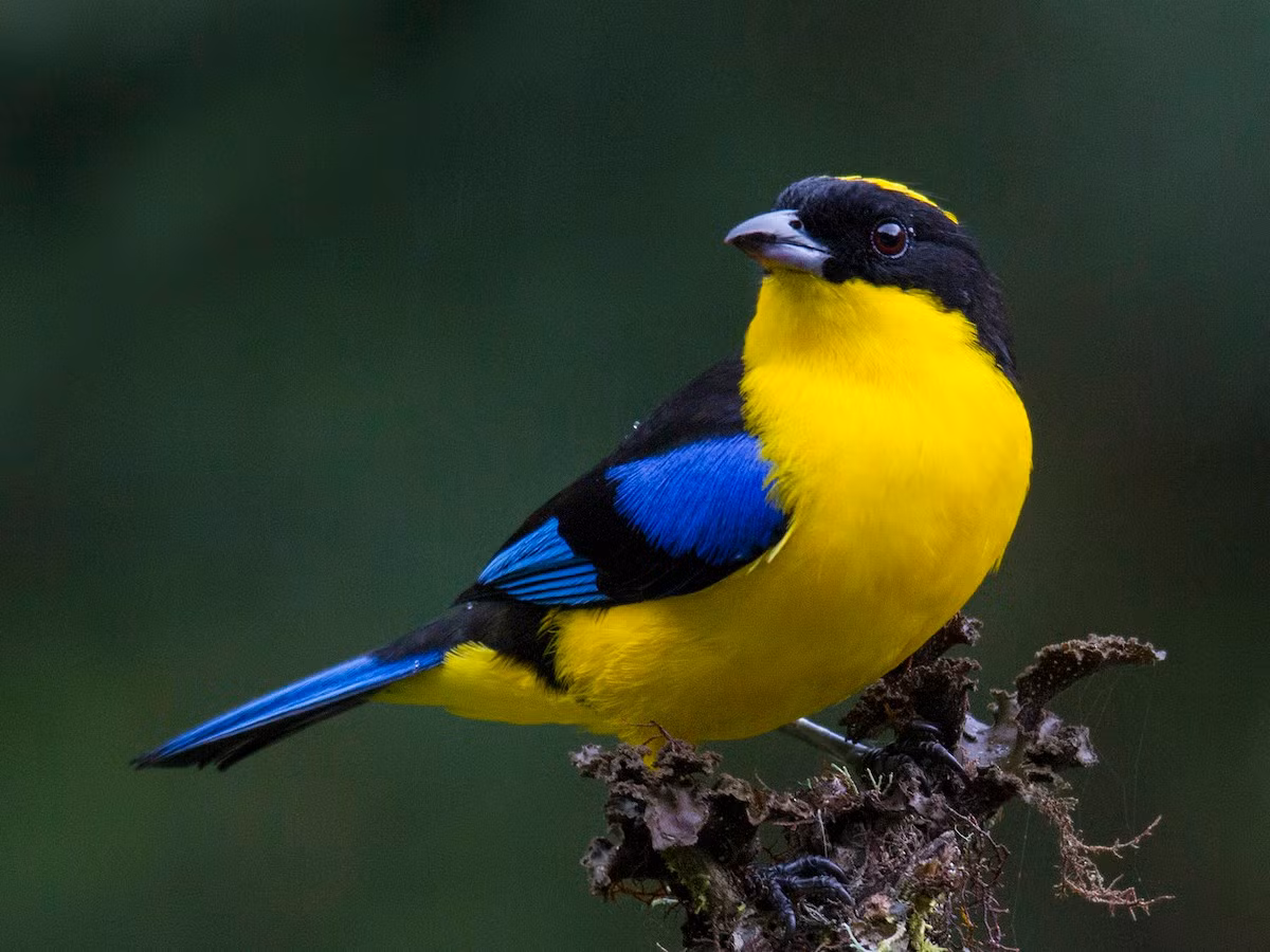 Chim vũ công cánh xanh (Anisognathus somptuosus). Vùng phân bố: Rừng sương mù Andes từ Colombia đến Bolivia.