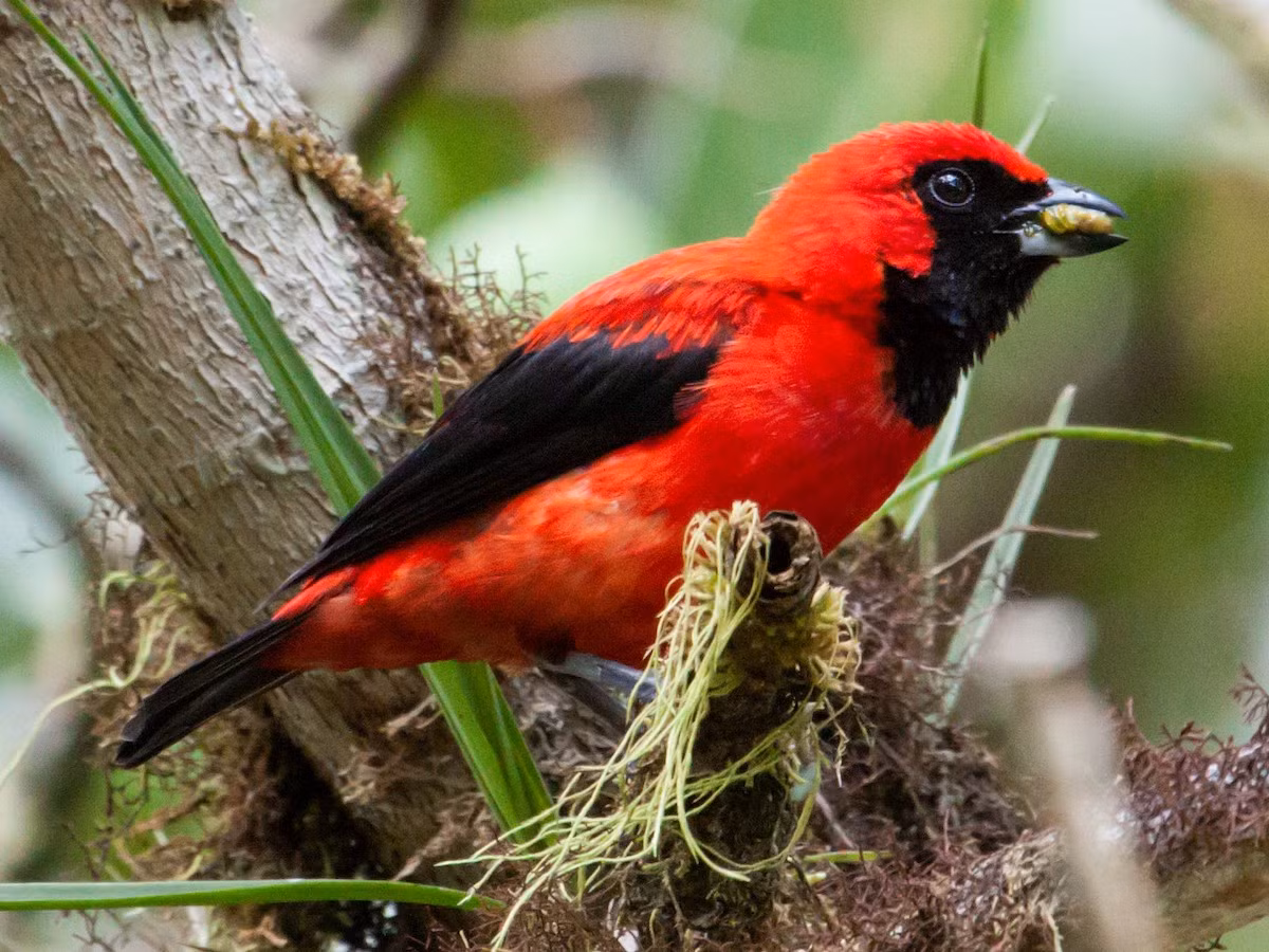 Chim vũ công đỏ son (Calochaetes coccineus). Vùng phân bố: Rừng sương mù dọc theo sườn Đông của dãy Andes, từ Colombia đến Peru. Ảnh: eBird.
