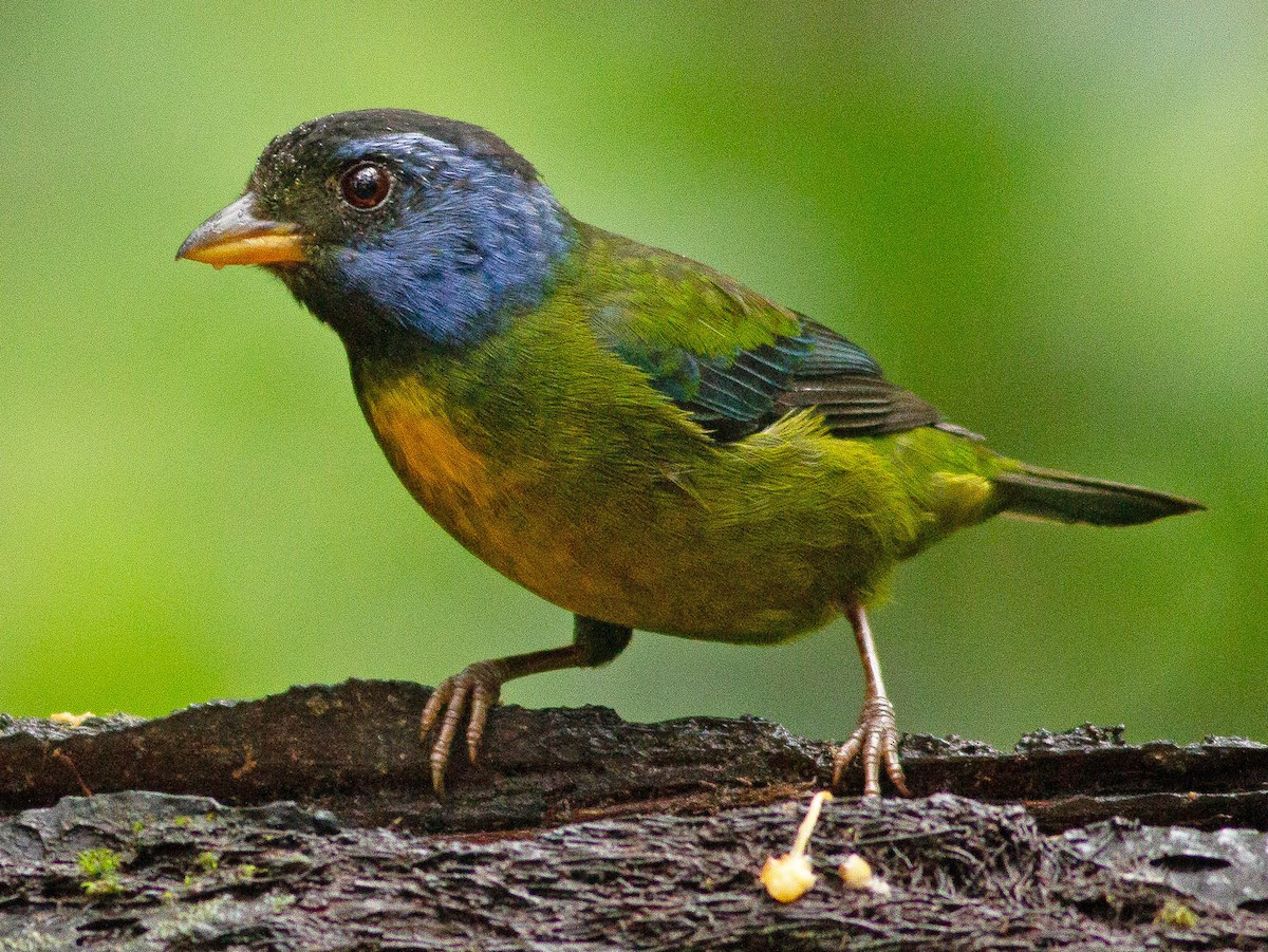Chim vũ công lưng rêu (Bangsia edwardsi). Vùng phân bố: Rừng sương mù Andes ở Tây Bắc Ecuador và Tây Colombia.