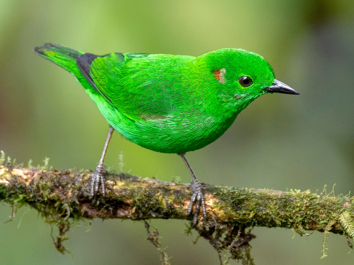  Chim vũ công xanh bóng (Chlorochrysa phoenicotis). Vùng phân bố: Rừng sương mù vùng núi Andes ở phía Tây Ecuador và phía Tây Colombia.