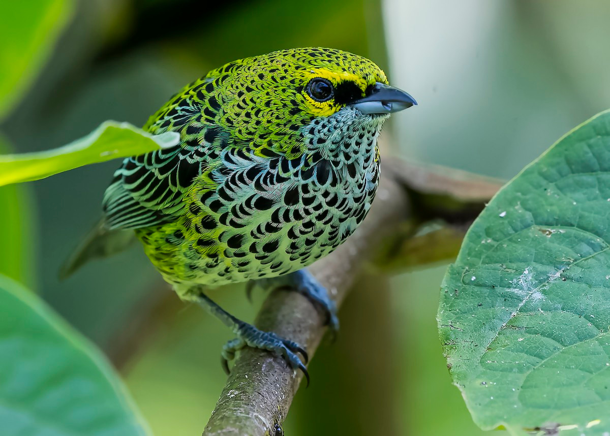 Chim vũ công lốm đốm (Ixothraupis guttata). Vùng phân bố: Từ Nicaragoa đến Ecuador và Surinam.