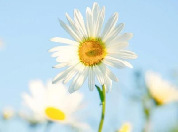 Chom sao co ve ngoai hien lanh nhung tinh cach manh me