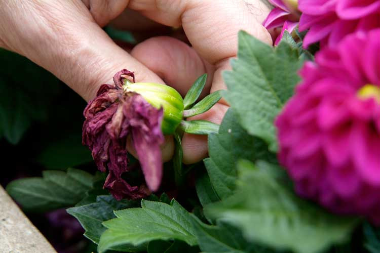 Trên thực tế, từ góc độ tâm lý, người ta thấy rằng hoa héo, cây chết trong nhà sẽ dẫn đến thái độ tiêu cực, "nhìn cây vận đến người", điều này có thể khiến tinh thần sa sút, mất hết lạc quan, chán nản khi gặp các khó khăn trong cuộc sống.