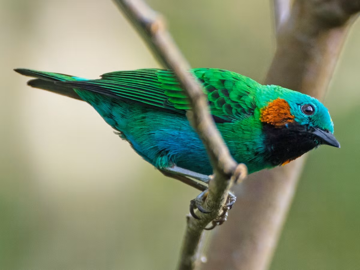 Chim vũ công tai cam (Chlorochrysa calliparaea). Vùng phân bố: Các rừng sương mù dọc theo sườn đông của dãy Andes, từ Colombia đến Bolivia.