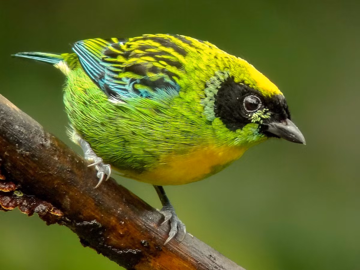 Chim vũ công xanh vàng (Tangara schrankii). Vùng phân bố: Rừng mưa đất thấp ở khu vực Tây Bắc của Nam Mỹ.