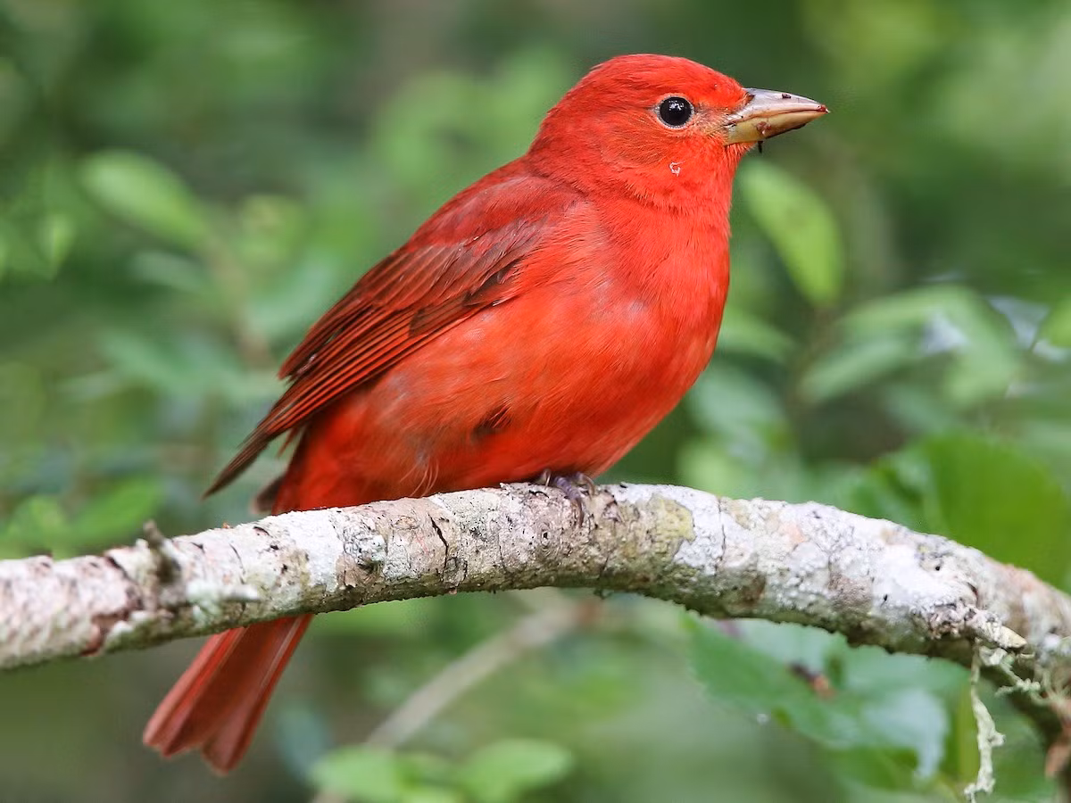 Chim vũ công mùa hè (Piranga rubra). Vùng phân bố: Đông Nam Hoa Kỳ và Bắc Mexico, di cư đến Nam Mexico và Bolivia vào mùa đông.