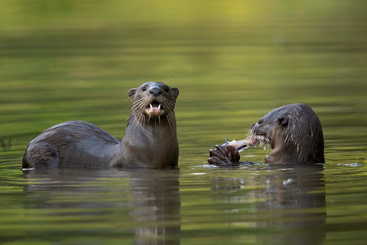 Trước đây rái cá lông mượt có khá nhiều, nhưng hiện nay do săn bắt và môi trường, nơi sống bị suy thoái nên vùng phân bố bị thu hẹp nhiều và số lượng giảm sút nghiêm trọng. Trong Sách Đỏ Việt Nam, chúng thuộc diện Nguy cấp.