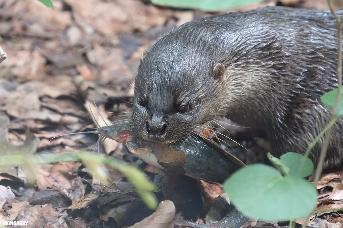 Loài rái cá này có bộ lông mầu nâu sẫm, sẫm đen. Phần dưới thân, bên cổ và phần dưới họng có mầu nâu ít khác biệt với mầu lưng. Môi dưới, cằm và trước họng mầu hơi trắng. Chóp đuôi thỉnh thoảng có đốm trắng. Đặc điểm nổi bật là da mũi có phủ lông.