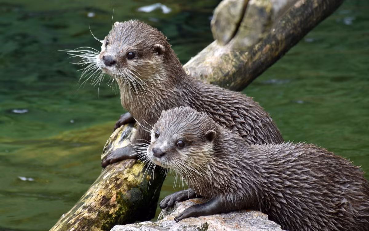 Trước đây rái cá vuốt bé có phân bố rộng trên toàn quốc với số lượng phong phú. Hiện nay, trữ lượng đã bị giảm sút nhiều do săn bắt và mất nơi sống. Trong Sách Đỏ Việt Nam, chúng thuộc diện Sắp nguy cấp.