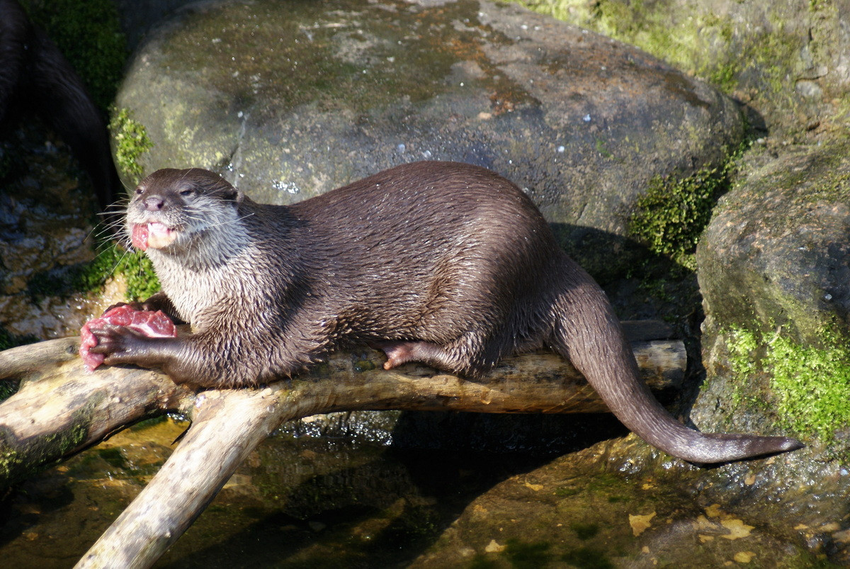 4. Rái cá vuốt bé (Aonyx cinerea) dài 40-63 cm (chưa tính đuôi), nặng 4-5 kg, là loài rái cá bé nhất thế giới. Chúng phân bố rộng trên toàn quốc, được thu mẫu và quan sát thấy ở Quảng Ninh (Vịnh Hạ Long), Quảng Trị, Bình Phước, Lâm Đồng, Kiên Giang, Cà Mau.