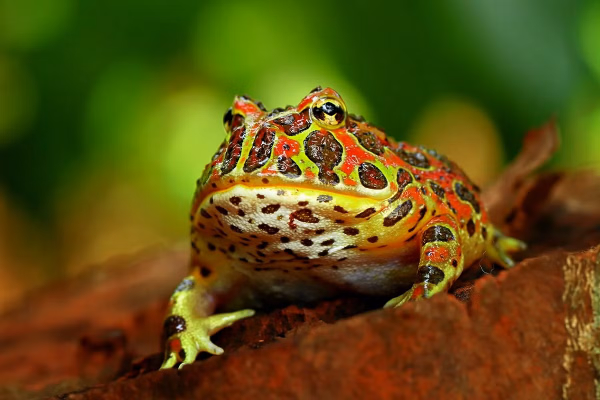 Ếch pacman hoa văn (Ceratophrys ornata). Kích thước: Dài 10-15 cm. Vùng phân bố: Đồng cỏ ở Nam Mỹ.